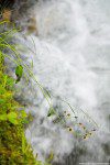 greenery waterfall