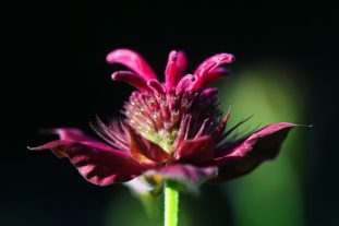 beebalm-bergamot-plant