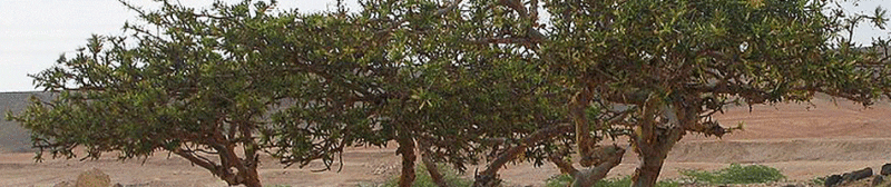 frankincense trees