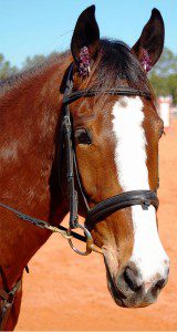 horsie_1-4-web