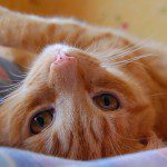 kitty_rolled_over_cute_4-we
