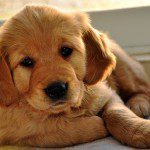 retriever-puppy_4-web
