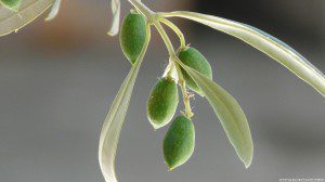 budding_branch