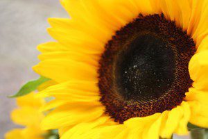 sunflower-fresh